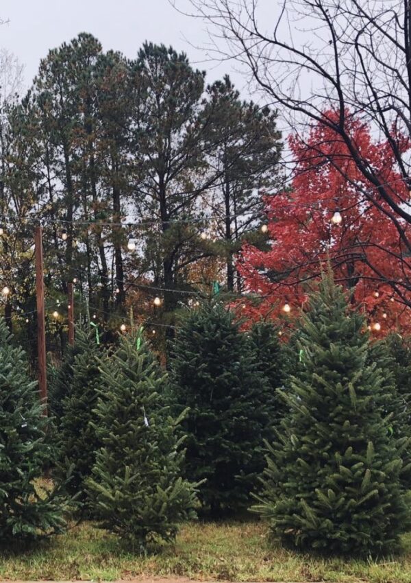 The Petite Tresor Holiday Favorite Things Guide 2024